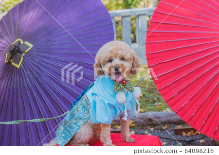 狗和七五三 狗和七五三 84098216