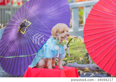 狗和七五三 狗和七五三 84098217