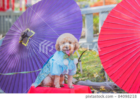 狗和七五三 狗和七五三 84098218