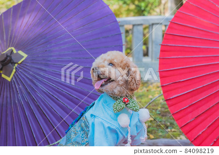 狗和七五三 狗和七五三 84098219