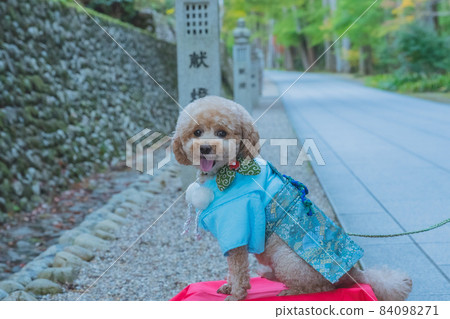 Dog and Shichigosan Dog and Shichigosan 84098271
