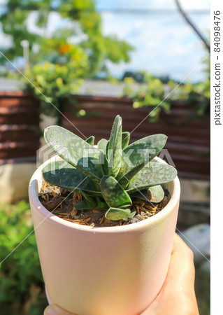 Gasteria gracilis Baker, Gasteria gracilis or Haworthia or cactus Gasteria gracilis Baker, Gasteria gracilis or Haworthia or cactus 84098476
