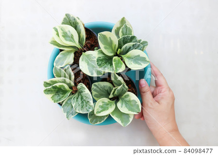 Peperomia obtusifolia , Baby Rubber Plant or Pepper Face Peperomia obtusifolia , Baby Rubber Plant or Pepper Face 84098477