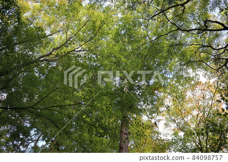 透過藍色的楓樹和開始變成黃色和橙色的楓樹之間的縫隙,您可以感受到藍天和白雲的天空。 透過藍色的楓樹和開始變成黃色和橙色的楓樹之間的縫隙,您可以感受到藍天和白雲的天空。 84098757