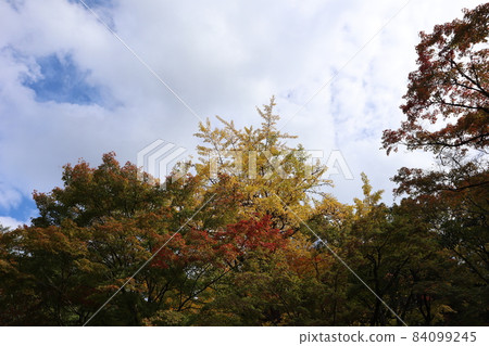 A forest landscape with a cloudy sky, a blue sky, yellow-colored ginkgo trees, red leaves, and maple trees. A forest landscape with a cloudy sky, a blue sky, yellow-colored ginkgo trees, red leaves, and maple trees. 84099245