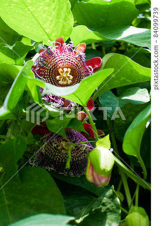 Passionflower Passionflower 84099739