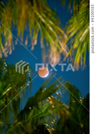 Partial lunar eclipse moon peeking through palm leaves 84100583