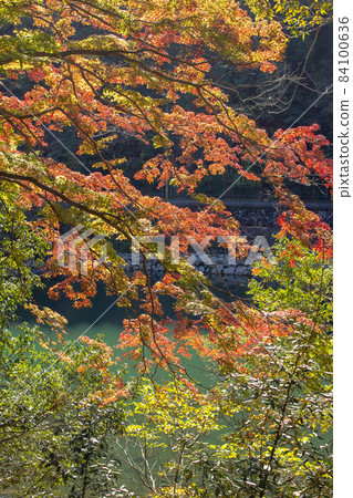 Autumn leaves of Kyoto Ujigawa 84100636
