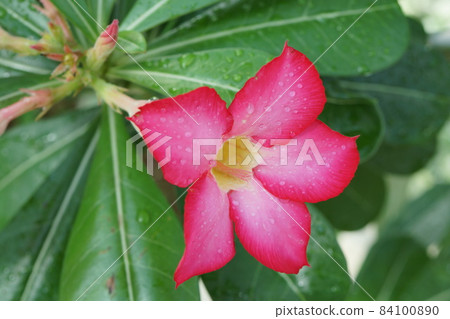 Adenium obesum,一朵在溫室裡綻放的紅花 Adenium obesum,一朵在溫室裡綻放的紅花 84100890