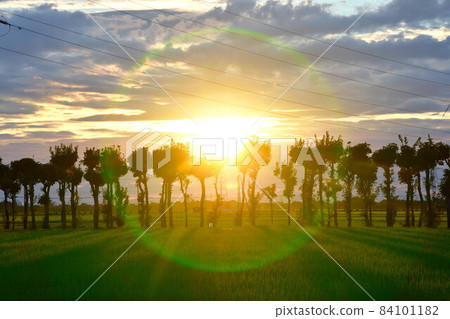 萬願寺哈佐木（新潟縣） 84101182