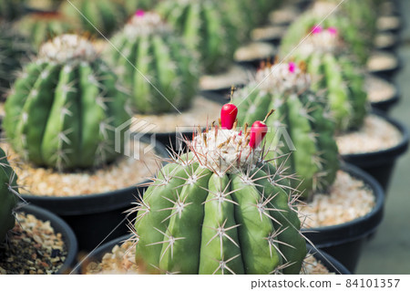 close up red fruit of melocactus in succulent greenhouse 84101357