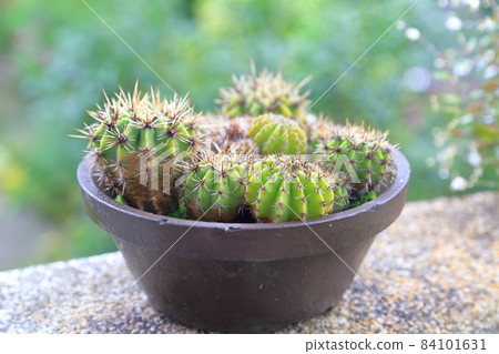 Round cactus 84101631
