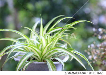 Cool foliage plant (Chlorophytum) 84101665