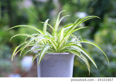 Cool foliage plant (Chlorophytum) 84101667