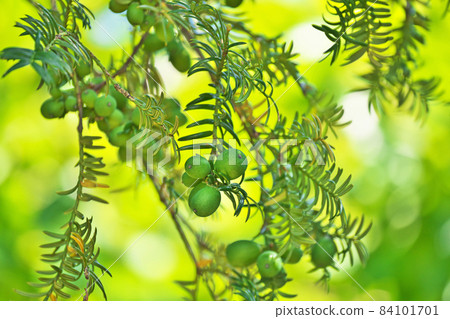 綠色kaya水果 84101701