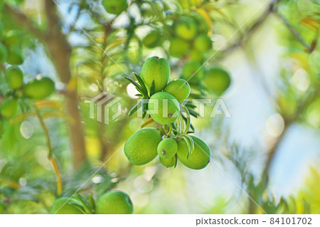 Green kaya fruit Green kaya fruit 84101702