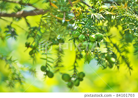 Green kaya fruit Green kaya fruit 84101703