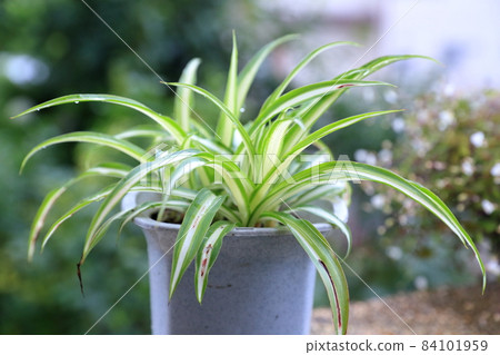 Cool foliage plant (Chlorophytum) 84101959