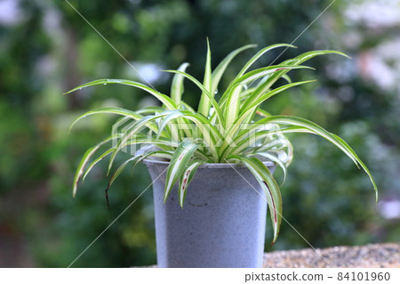 Stylish foliage plant (Chlorophytum) 84101960