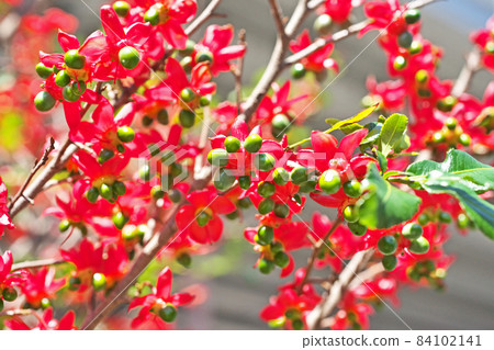 綠色米老鼠樹果實 84102141