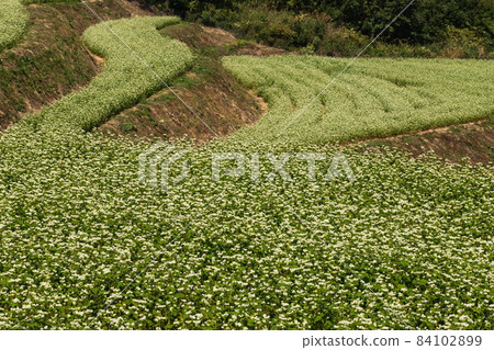Buckwheat field in Shimagamine White buckwheat flower (Manno Town, Kagawa Prefecture) Buckwheat field in Shimagamine White buckwheat flower (Manno Town, Kagawa Prefecture) 84102899