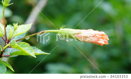 Water droplets on the bud 84103353