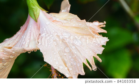 Flowers with raindrops Flowers with raindrops 84103358