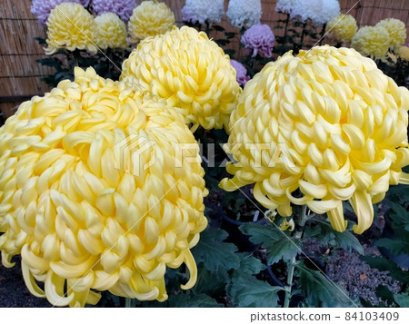 菊花 84103409