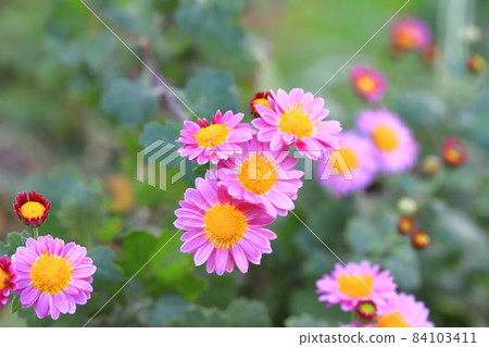 可愛粉色小菊花 可愛粉色小菊花 84103411