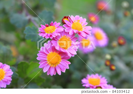 可愛粉色小菊花 可愛粉色小菊花 84103412