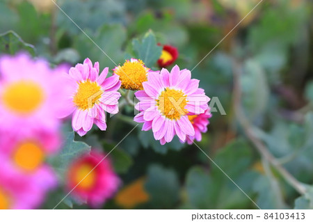 可愛粉色小菊花 84103413