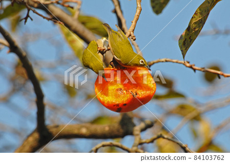 White-eye crow White-eye crow 84103762