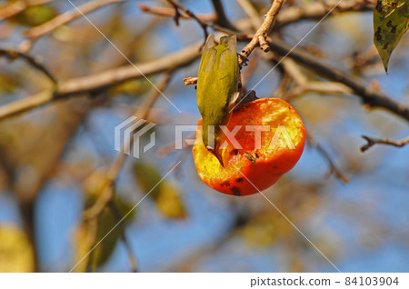 白眼烏鴉 白眼烏鴉 84103904