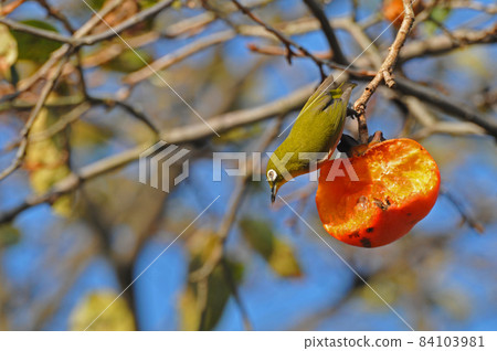 White-eye crow 84103981