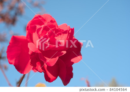 Autumn roses 84104564