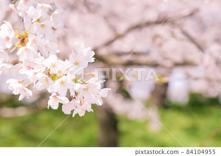Cherry Blossoms Cherry Blossoms 84104955