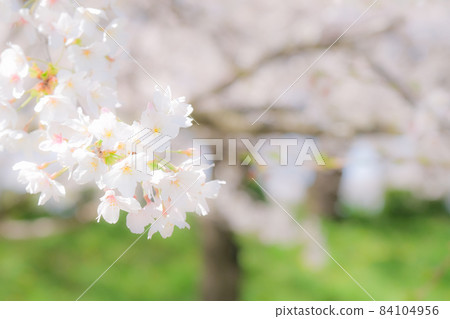 Cherry blossoms (soft focus) 84104956