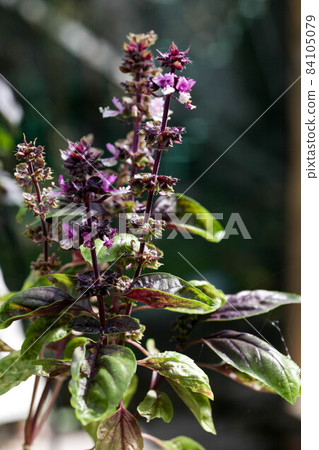 Owl sitting on a bough in forest ambiance 84105079