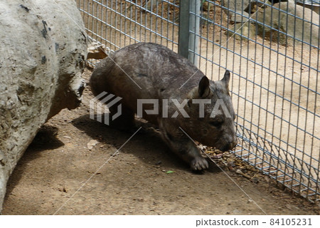 Wombat Wombat 84105231