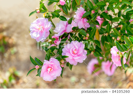 秋天的花園，盛開的山茶花，sasanqua 84105260