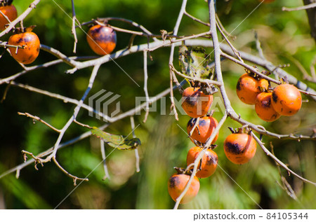 Shibu  -  kun 84105344