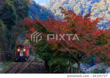 嵯峨野電車和秋葉 84105737