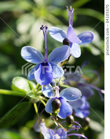 開花在公園的溫室裡的藍紫色Clerodendrum ugandense 開花在公園的溫室裡的藍紫色Clerodendrum ugandense 84105870