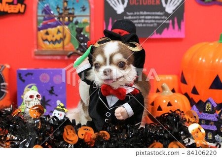 穿著萬聖節服裝的吉娃娃 84106220