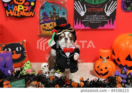 穿著萬聖節服裝的吉娃娃 84106223