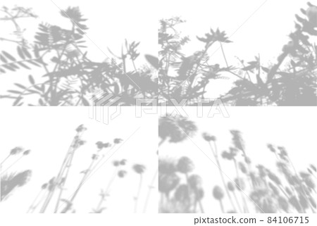 4 summer background from the shadow of a sprig of field grass on a white wall. White and black for photo or mockup 84106715