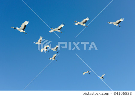 A group of Japanese cranes flying in the blue sky (Tsurui Village, Hokkaido) A group of Japanese cranes flying in the blue sky (Tsurui Village, Hokkaido) 84106828