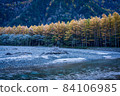 Kamikochi hiking in autumn colors: Autumn leaves of larch along the Azusa River 84106985