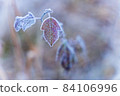 Autumn Leaves Kamikochi Hiking: Frosted Autumn Leaves 84106996
