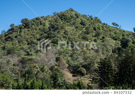 The highest peak of Doi Chang mountain (around 1,680 metres) in Chiang Rai province of Thailand the mountains region famous for coffee production. 84107332